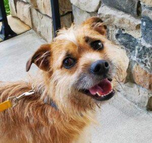 Harley, a Adoptable Terrier in Durham, NC image 3/3