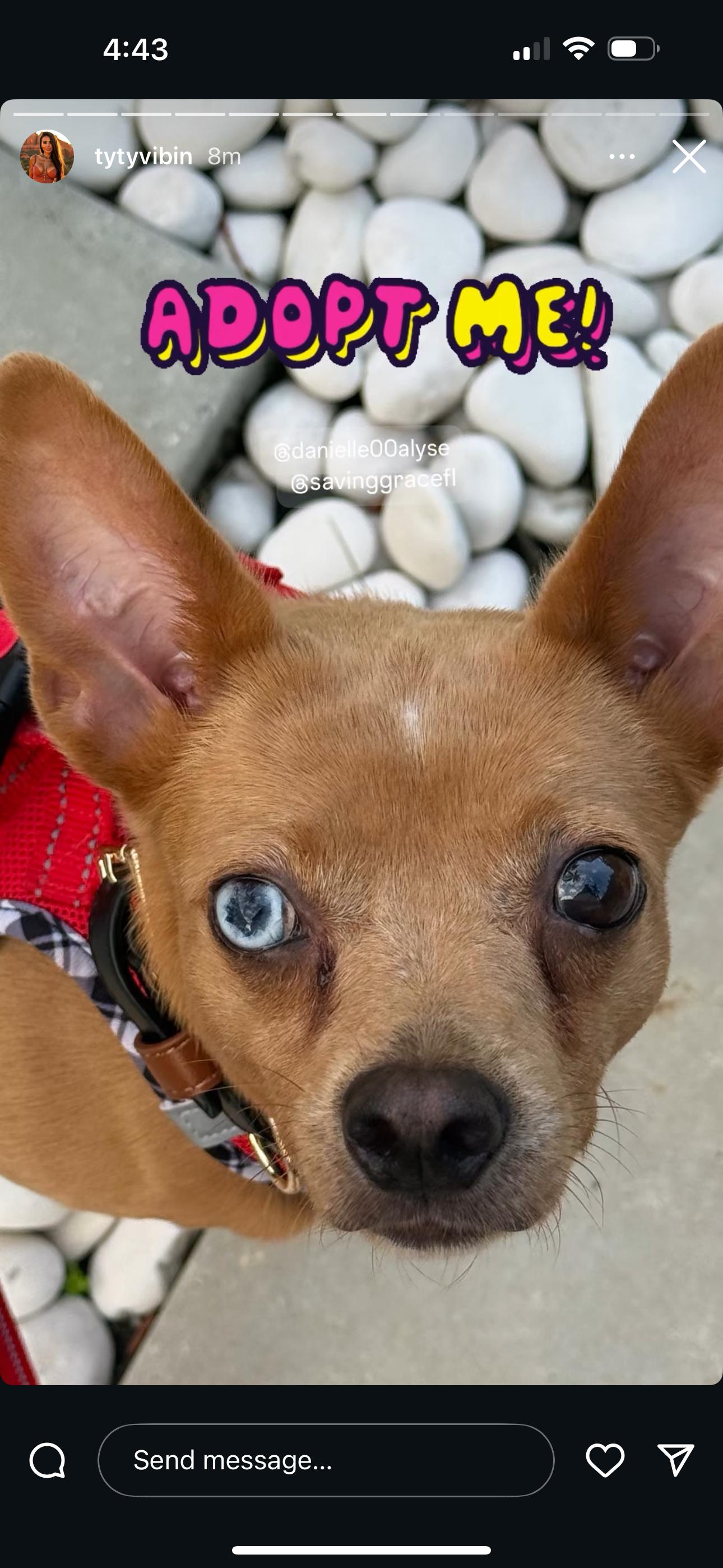 Bambi, Adoptable, Adult Female Miniature Pinscher & Chihuahua.