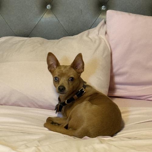 Bambi, Adoptable, Adult Female Miniature Pinscher & Chihuahua.