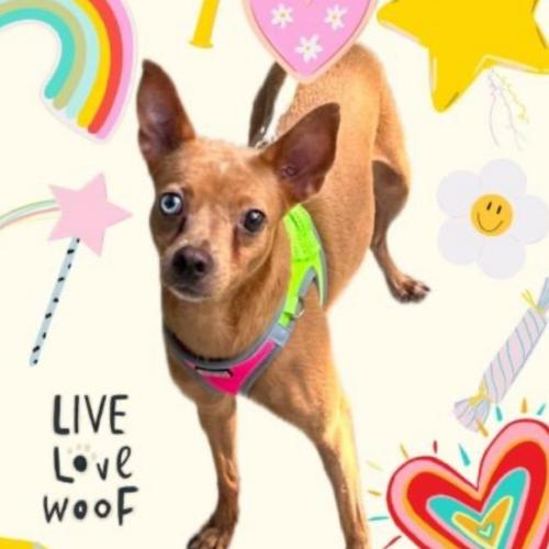 Bambi, a Adoptable mixed breed in Plantation, FL image 2/5