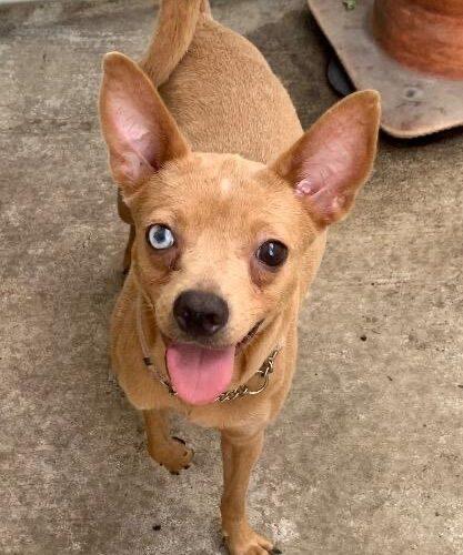 Bambi, a Adoptable mixed breed in Plantation, FL image 3/5