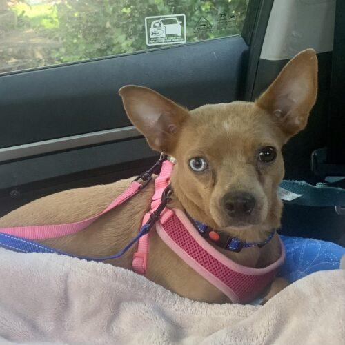 Bambi, a Adoptable mixed breed in Plantation, FL image 4/5