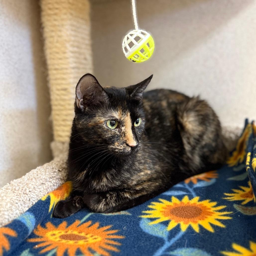 Natasha, Adoptable, Adult Female Domestic Short Hair.