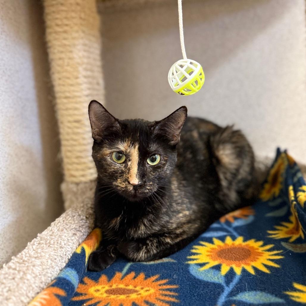 Enlarge Natasha, a Adoptable Domestic Short Hair in Naperville, IL image 2/2