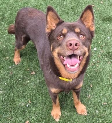 CALVIN, Adoptable, Adult Male Husky & Mixed Breed.