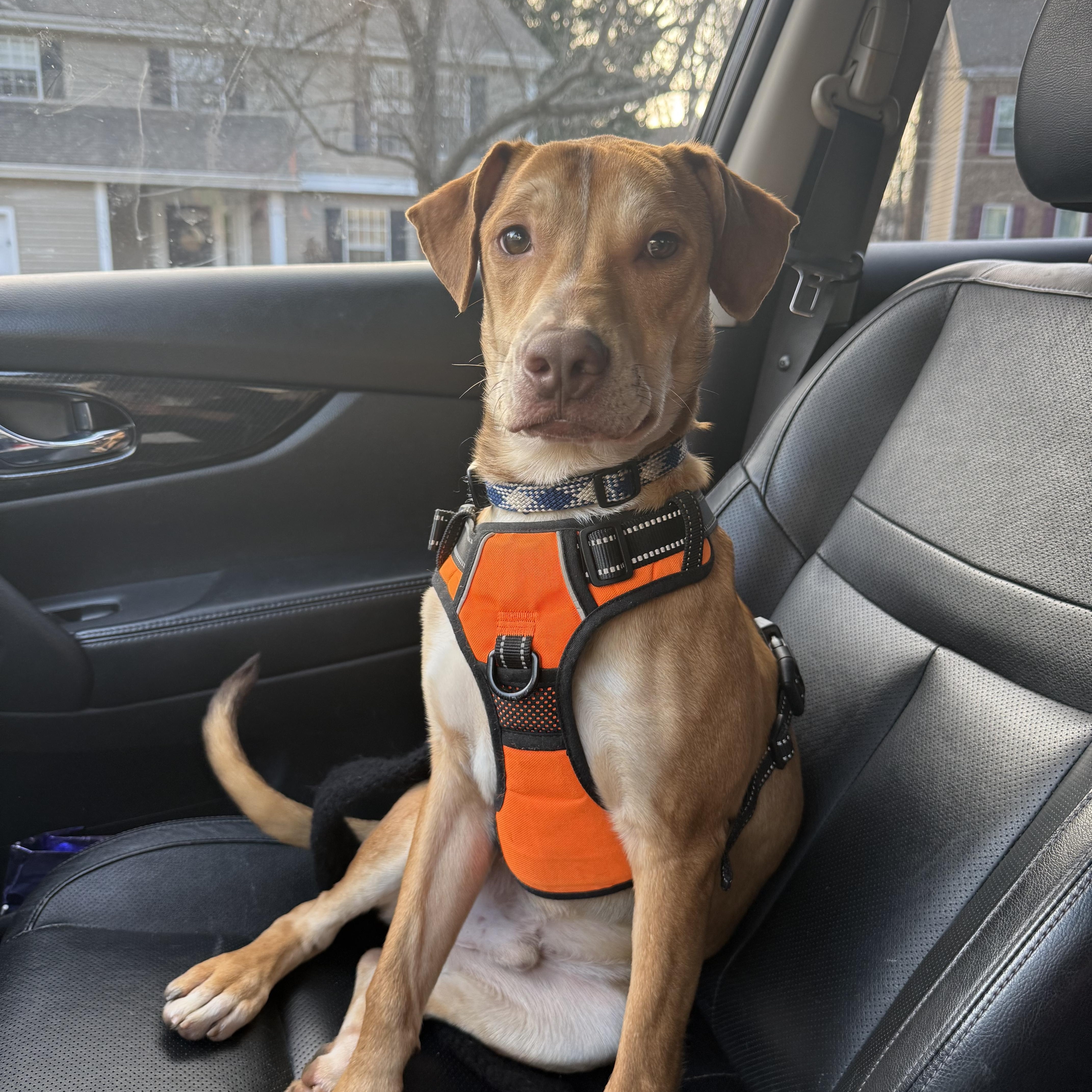 Pedro, a Adoptable mixed breed in Charlotte, NC image 4/5