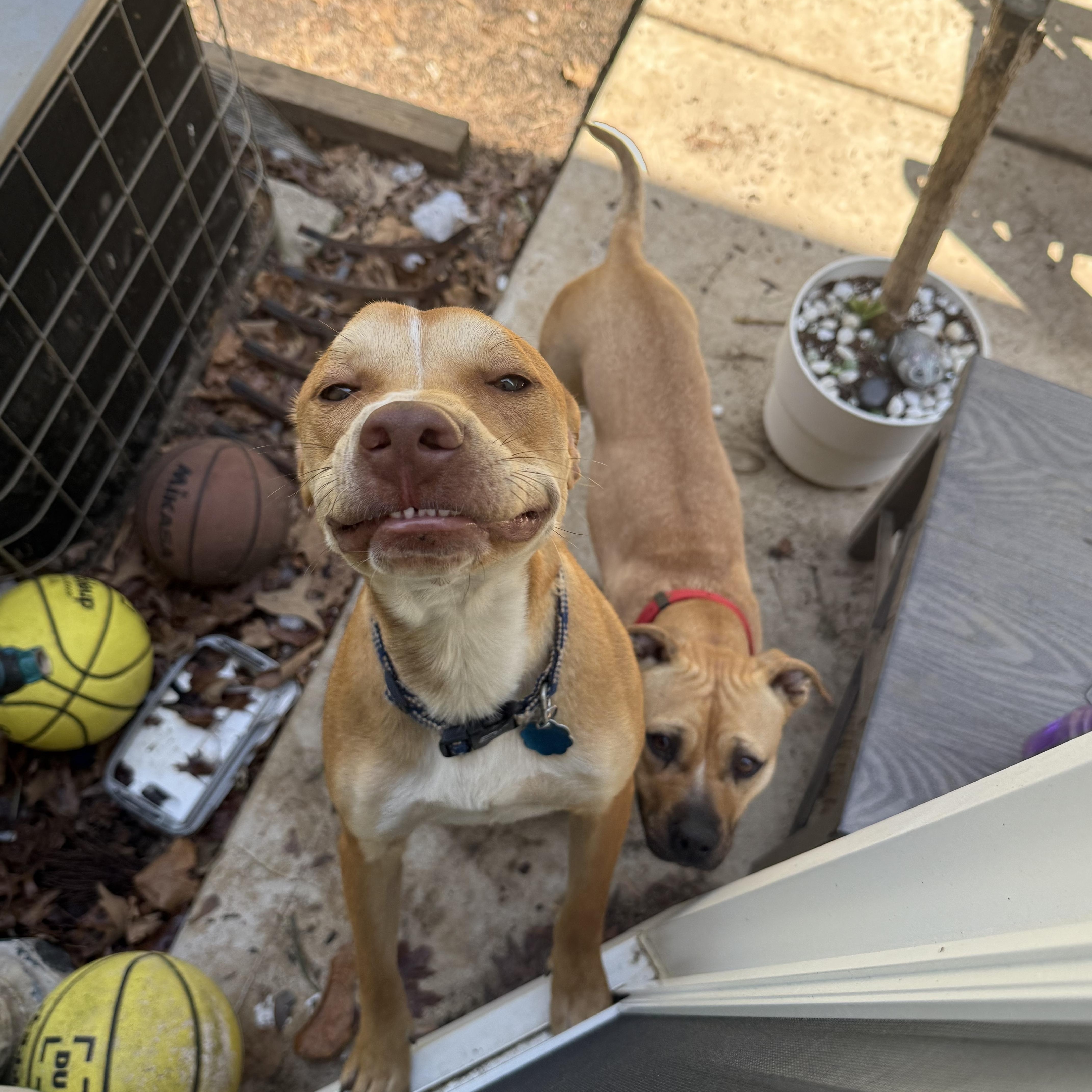 Pedro, a Adoptable mixed breed in Charlotte, NC image 3/5