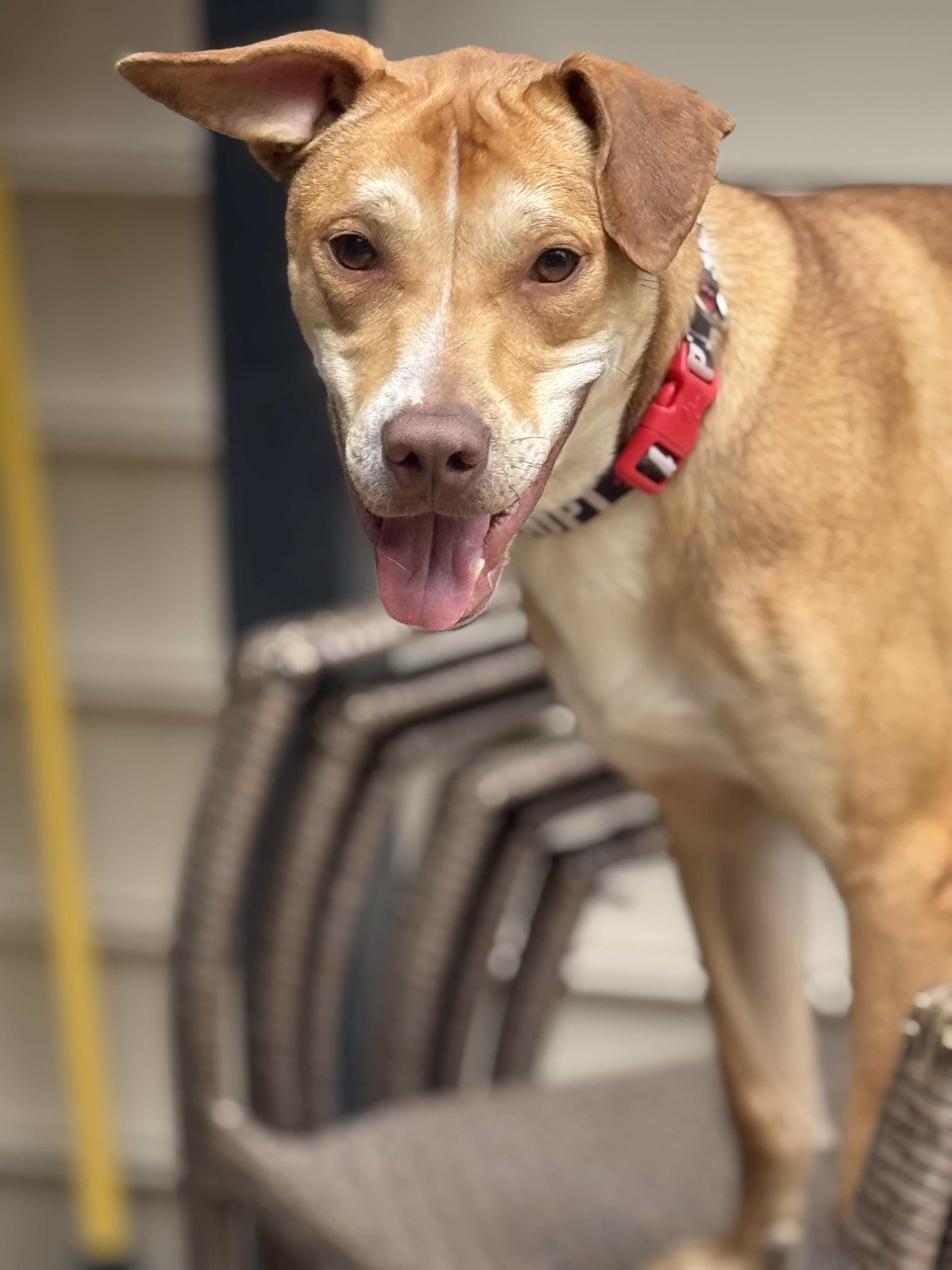 Pedro, a Adoptable mixed breed in Charlotte, NC image 2/5