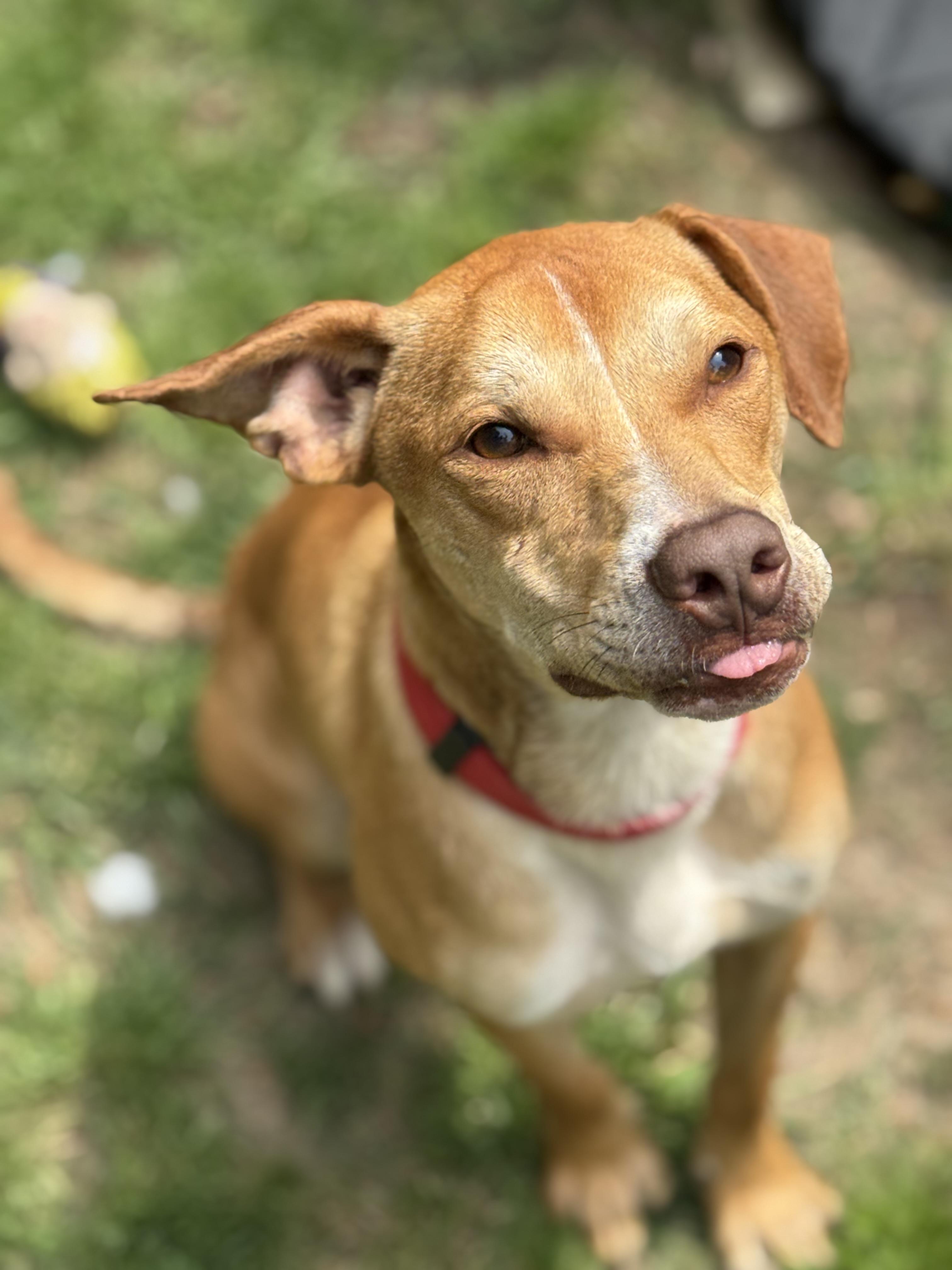 Pedro, Adoptable, Young Male Mixed Breed.