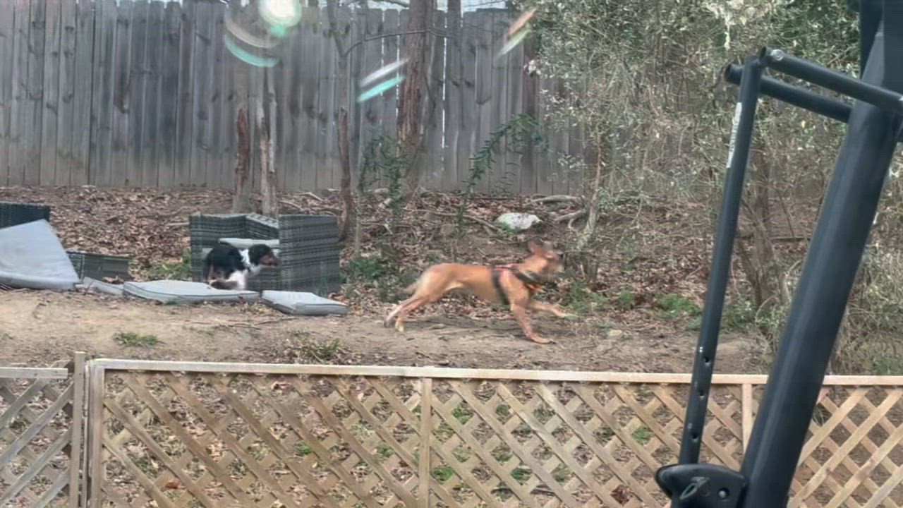 Enlarge Pedro, a Adoptable mixed breed in Charlotte, NC video 5/5