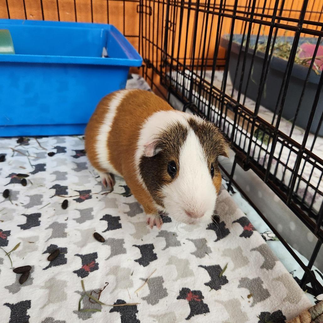 Berry, Adoptable, Young Male Guinea Pig.