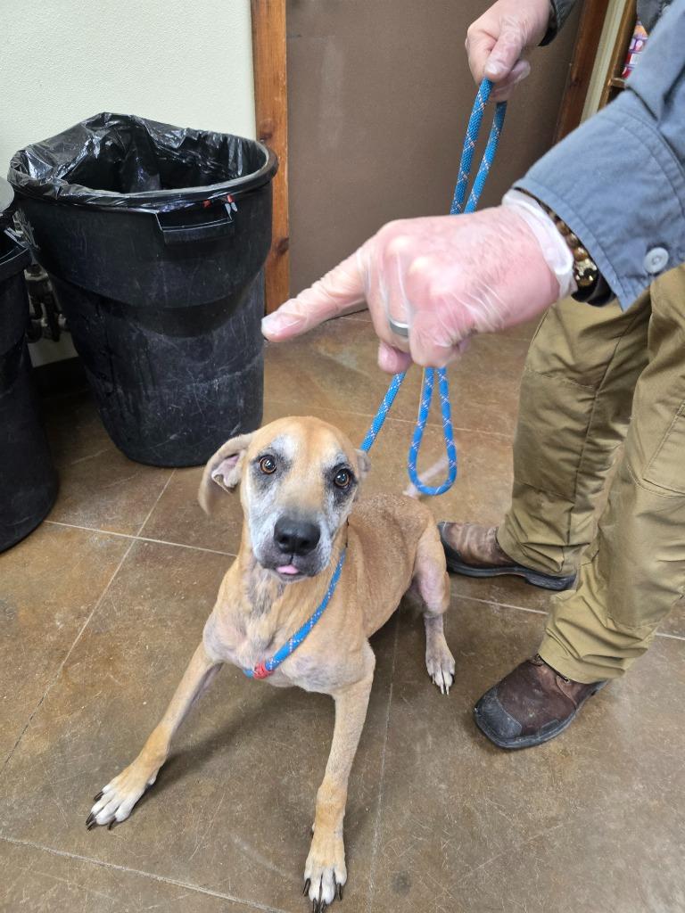 Audrey, Adoptable, Senior Female Black and Tan Coonhound & Black Mouth Cur.
