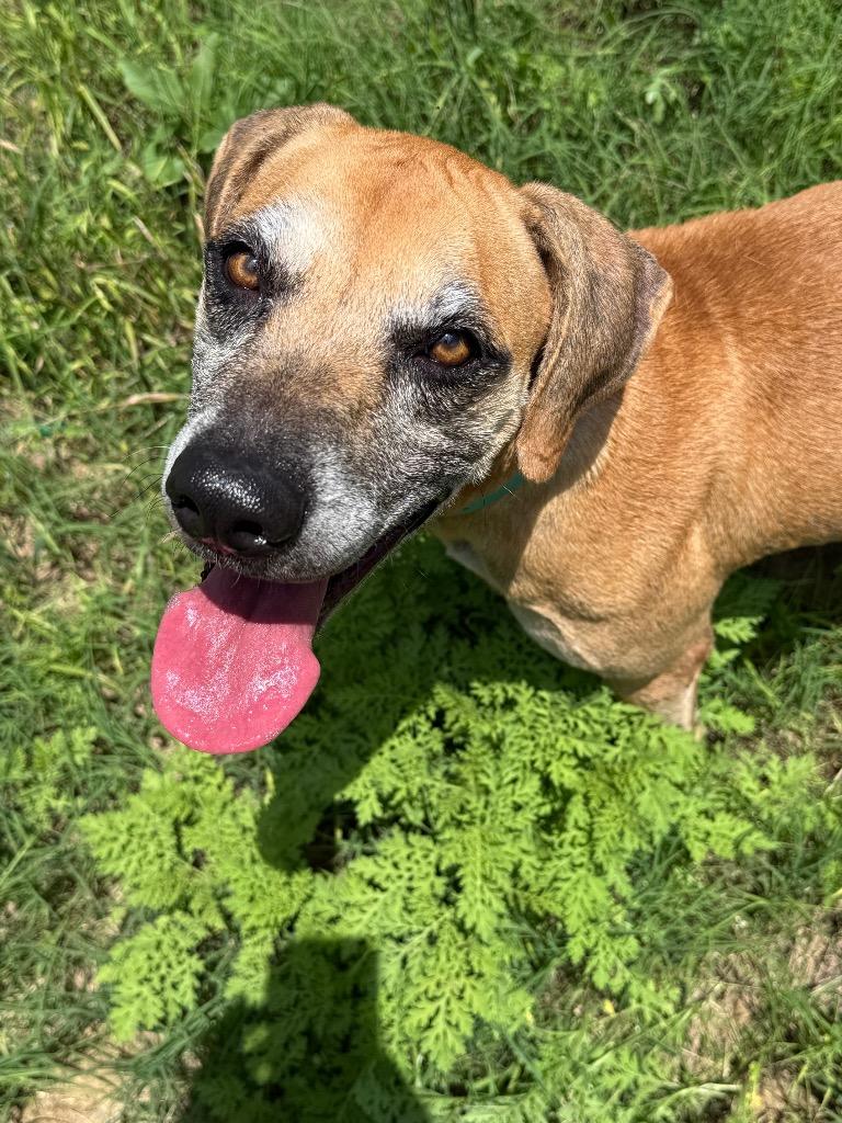 Enlarge Audrey, a Adoptable mixed breed in Junction, TX image 2/6