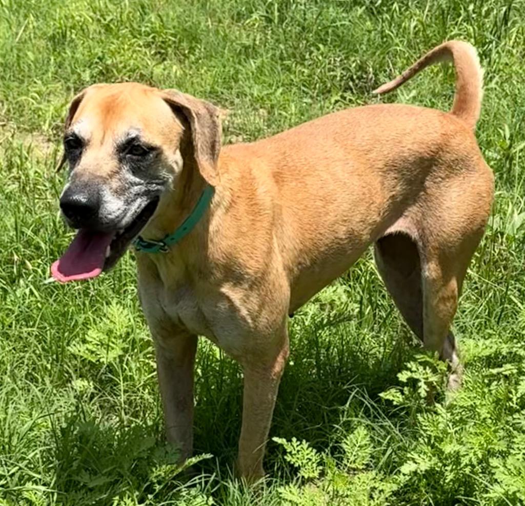 Enlarge Audrey, a Adoptable mixed breed in Junction, TX image 3/6