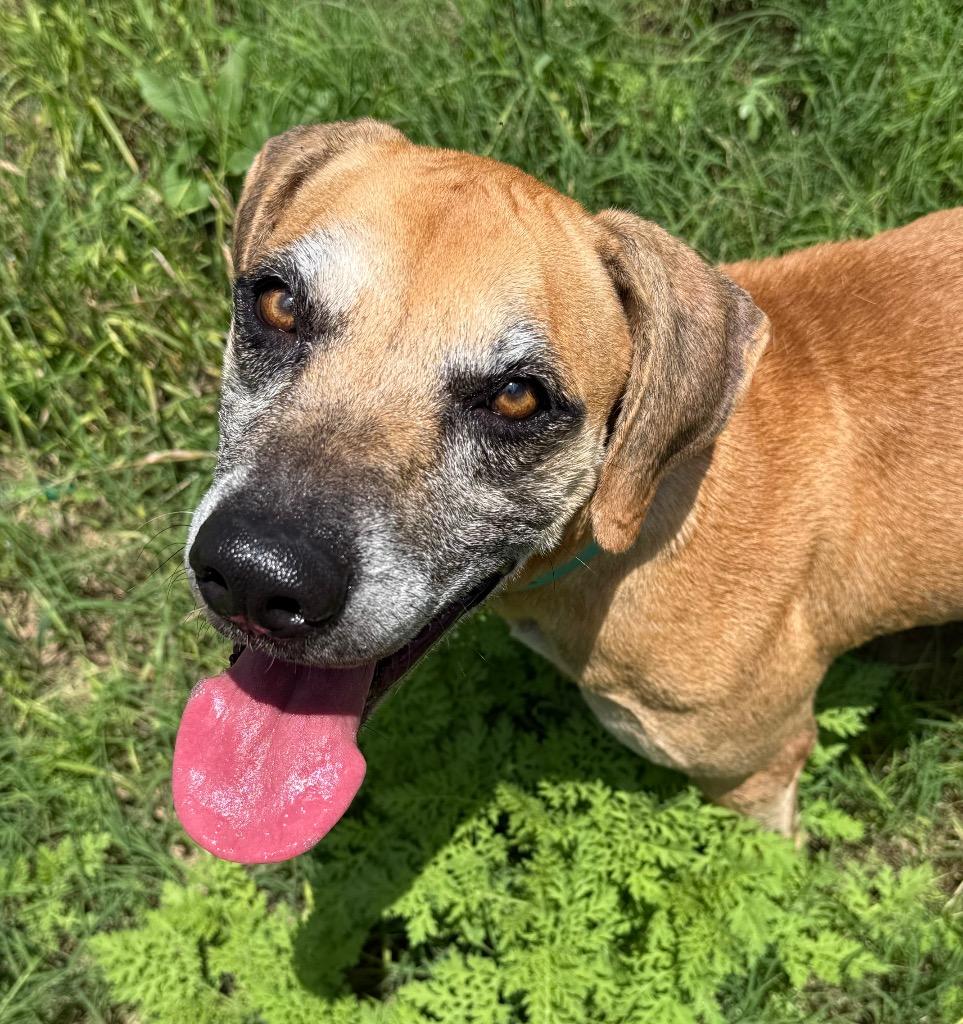 Enlarge Audrey, a Adoptable mixed breed in Junction, TX image 4/6