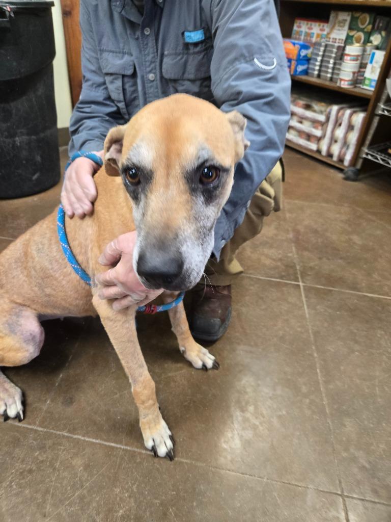Audrey, a Adoptable mixed breed in Junction, TX image 2/2