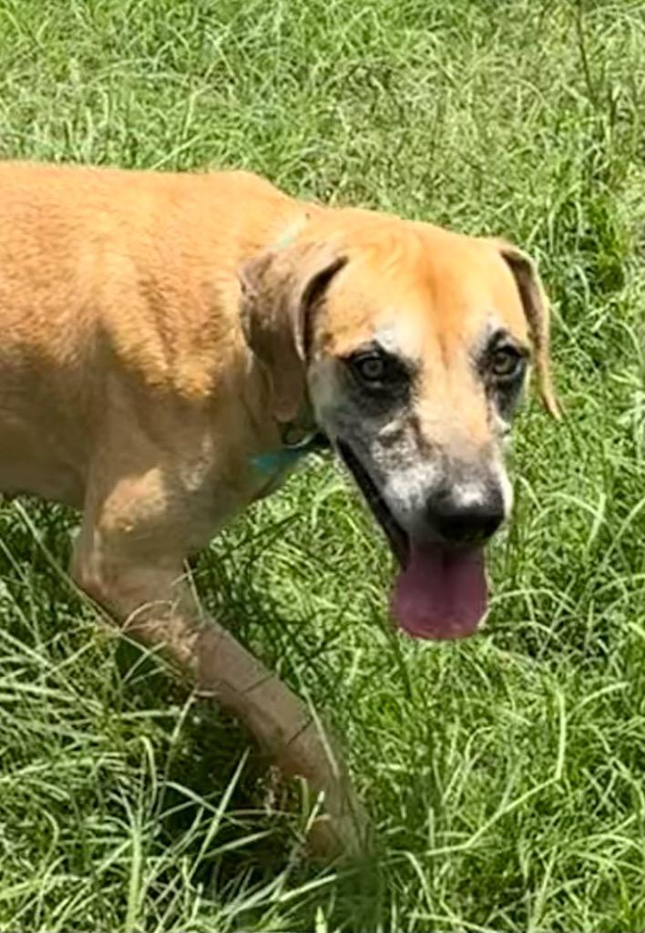 Enlarge Audrey, a Adoptable mixed breed in Junction, TX image 6/6