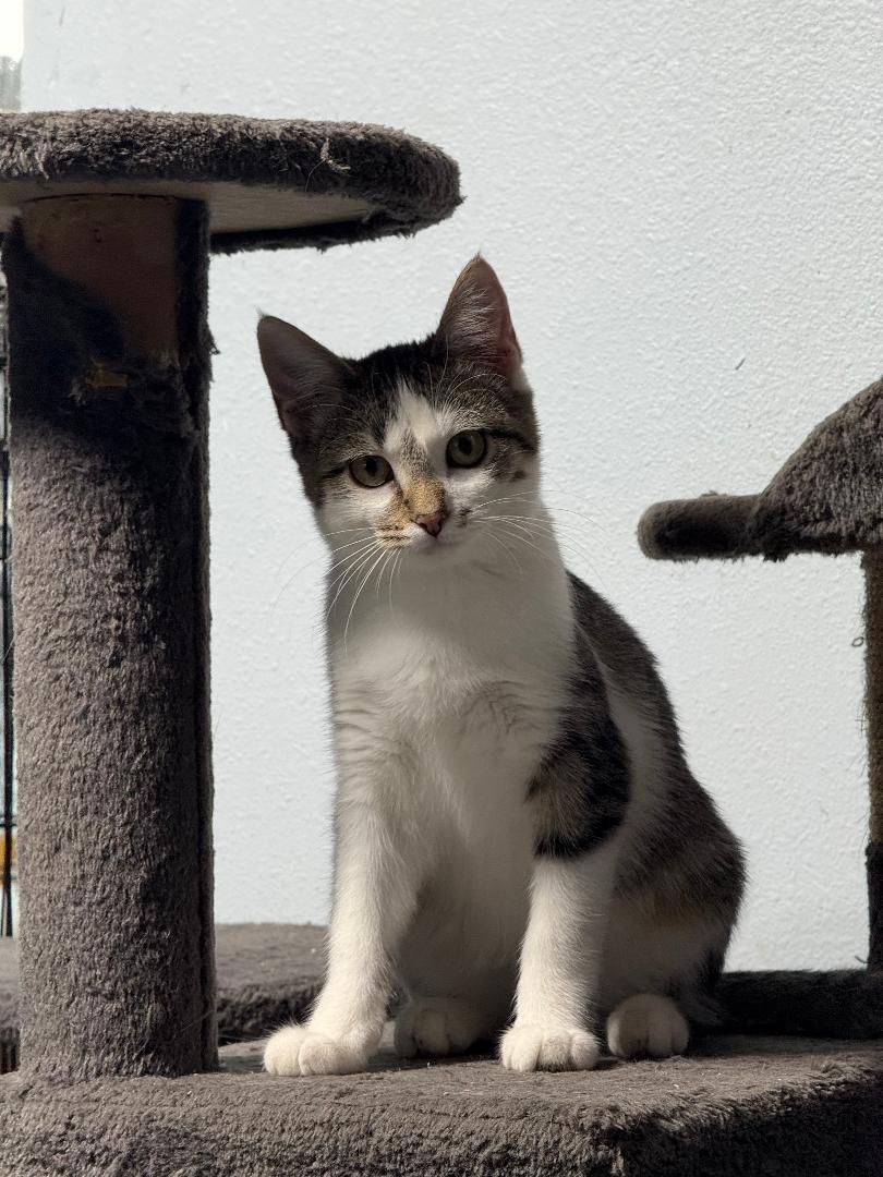 Enlarge GLORY, a Adoptable Domestic Short Hair in Gresham, WI image 1/1