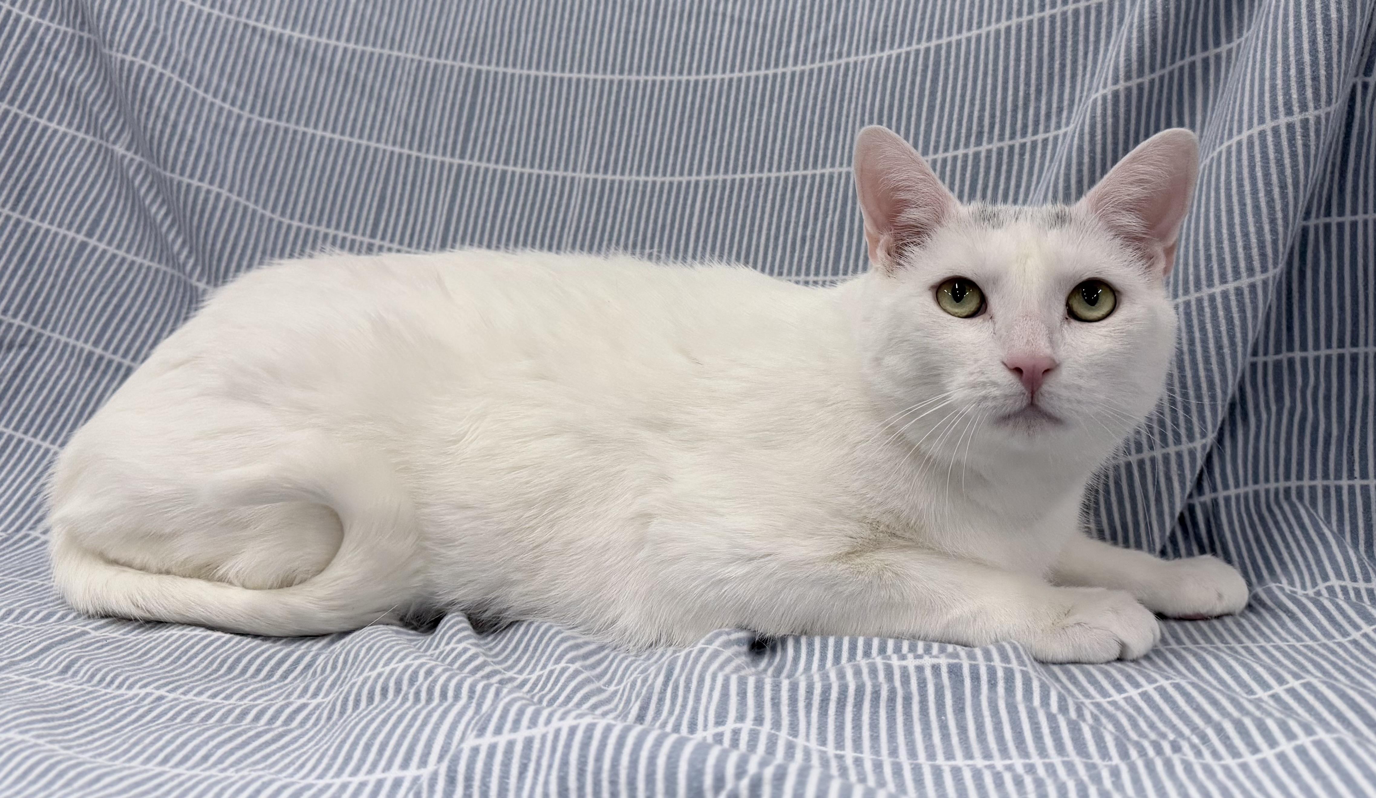 Enlarge Camo, a ADOPTABLE mixed breed in Brooks, ME image 4/4