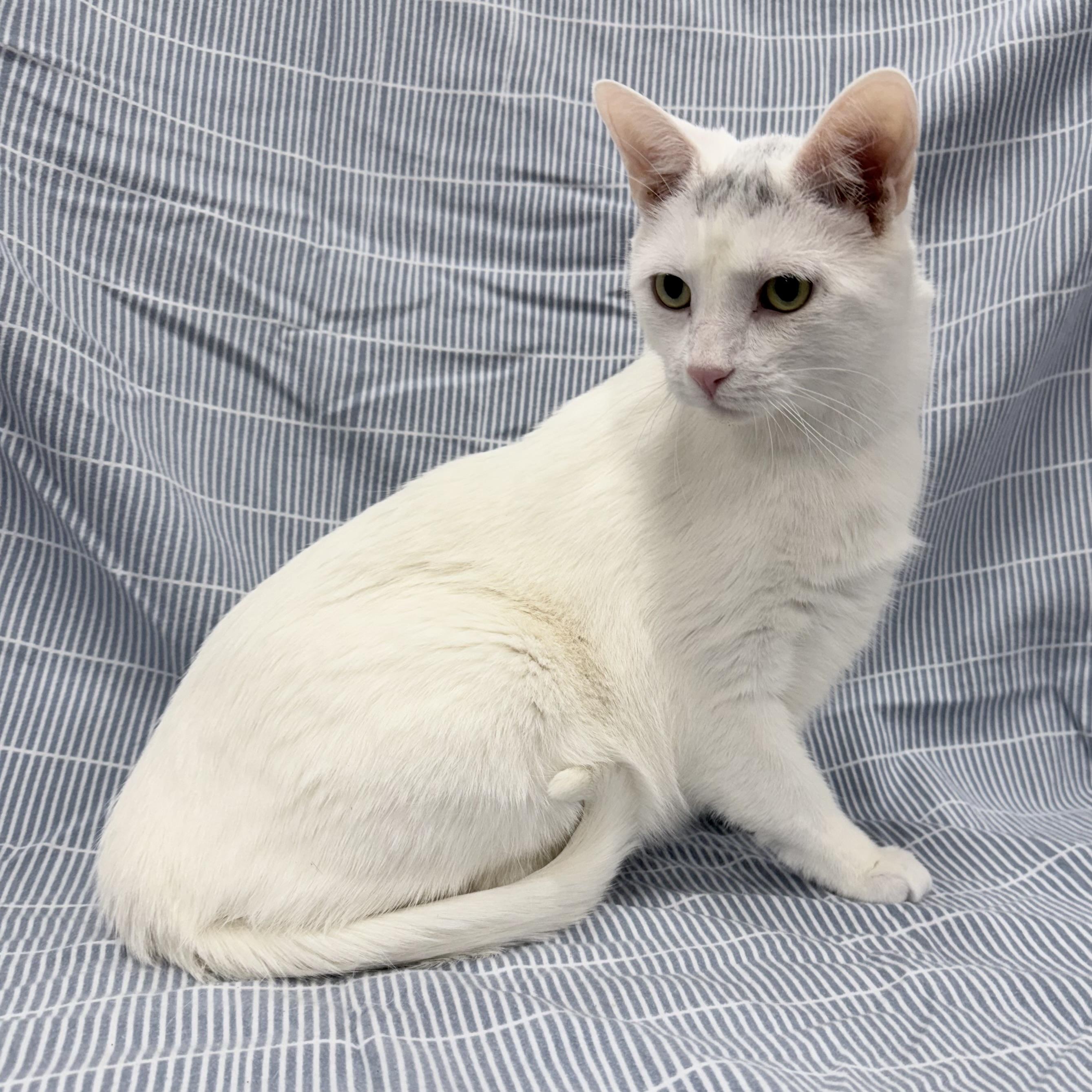 Enlarge Camo, a ADOPTABLE mixed breed in Brooks, ME image 1/4