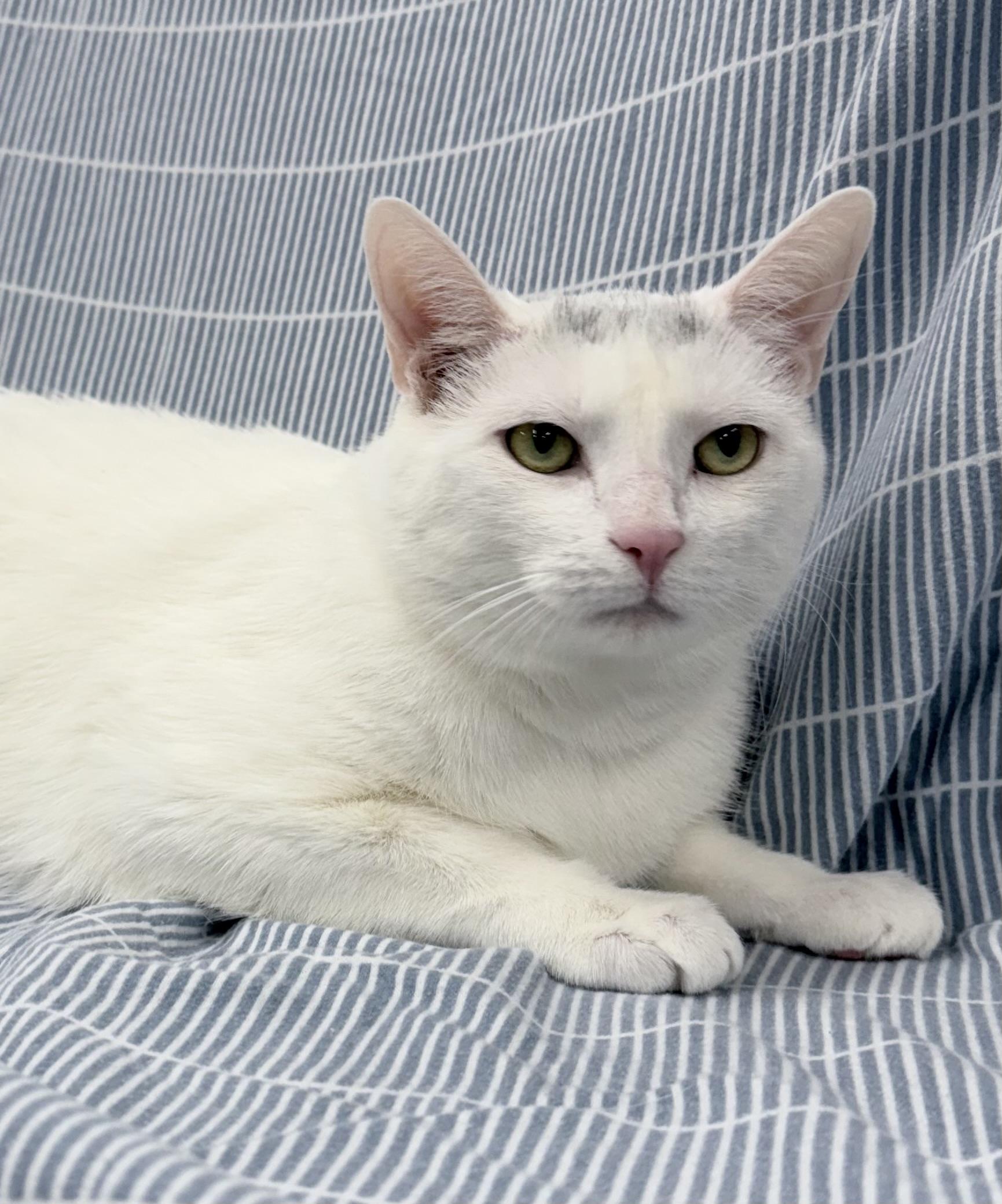 Enlarge Camo, a ADOPTABLE mixed breed in Brooks, ME image 3/4