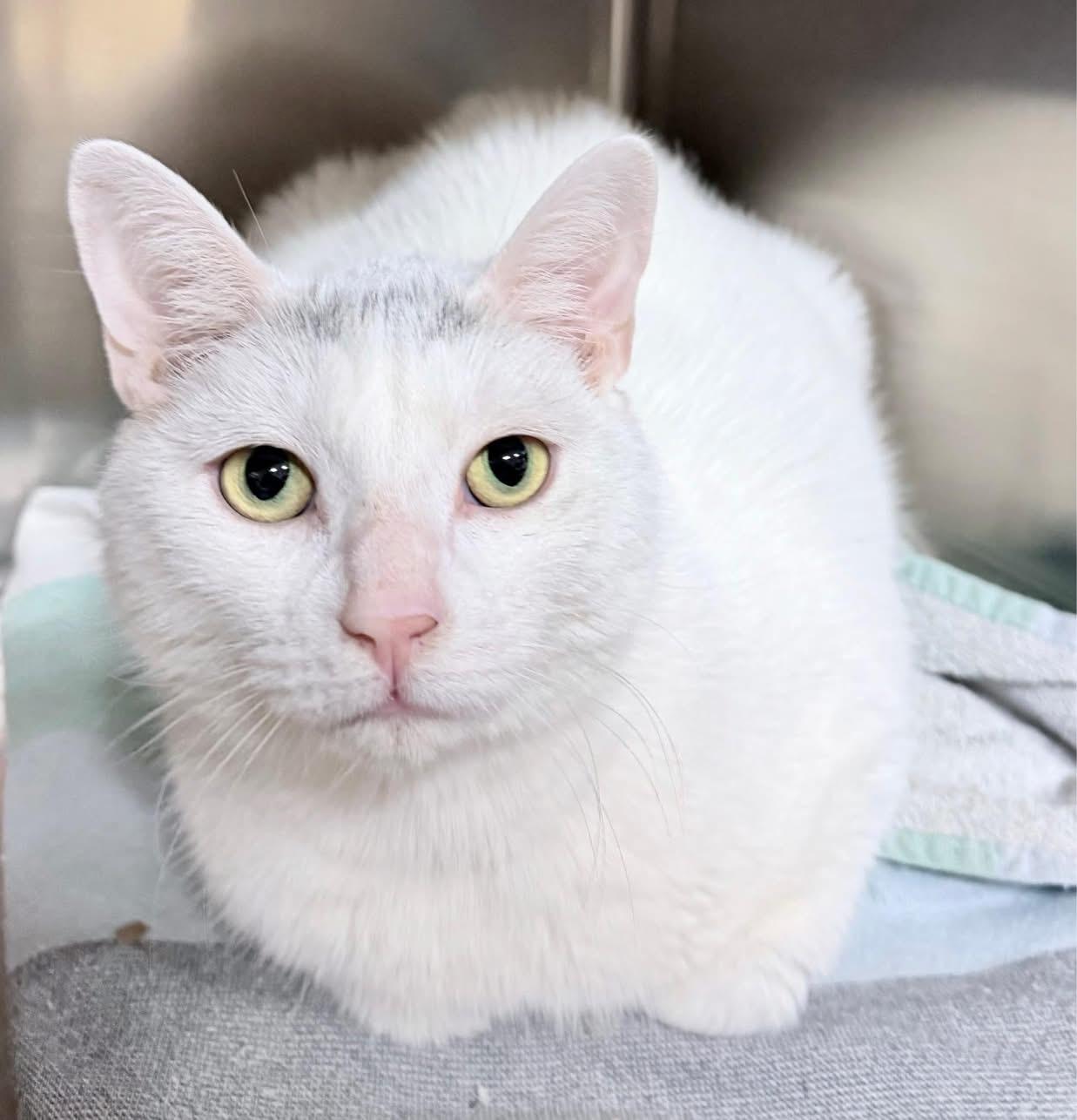 Enlarge Camo, a ADOPTABLE mixed breed in Brooks, ME image 2/4