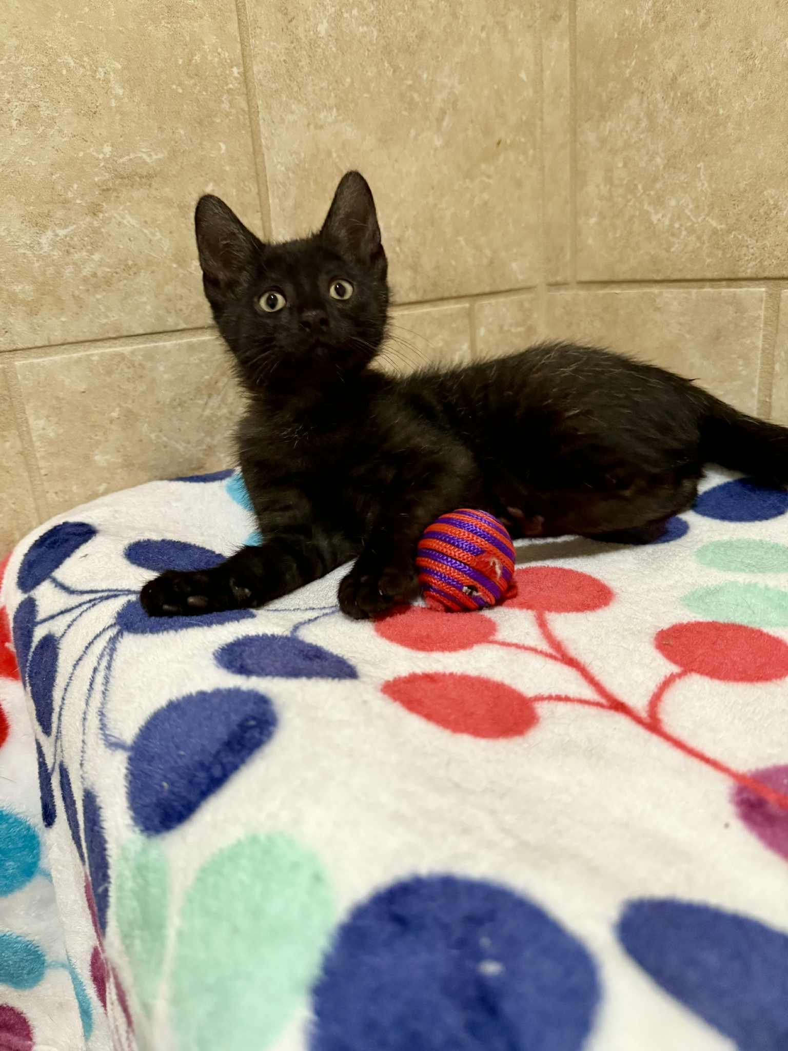Angelina, Young Female Domestic Short Hair