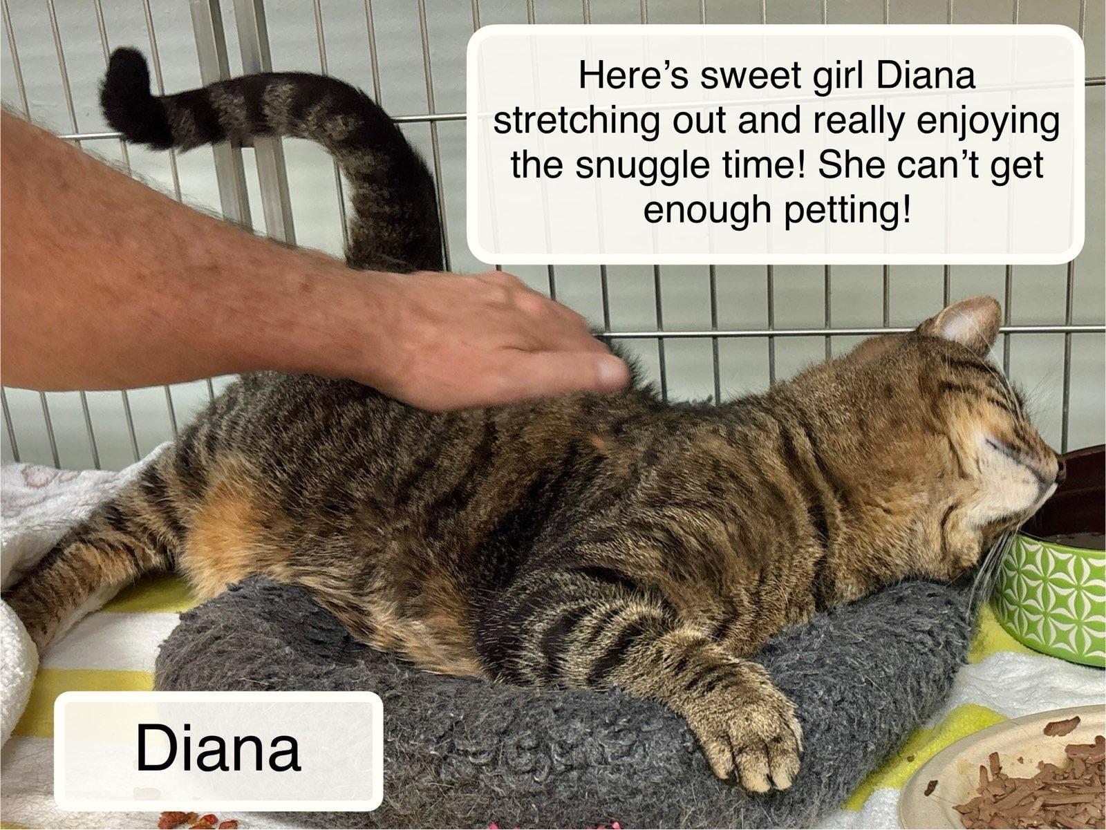 Enlarge Diana, a ADOPTABLE Domestic Short Hair in Ellicott City, MD image 2/6