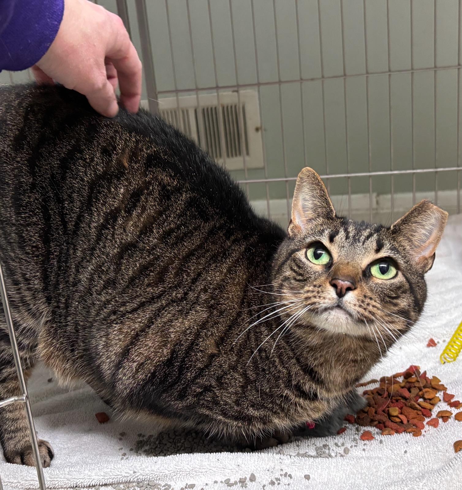 Enlarge Diana, a ADOPTABLE Domestic Short Hair in Ellicott City, MD image 6/6