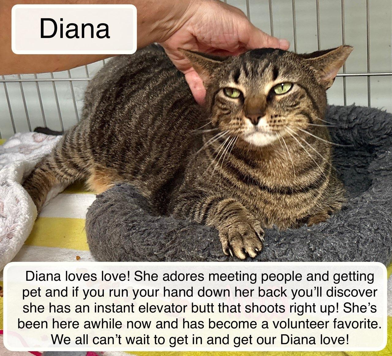 Enlarge Diana, a ADOPTABLE Domestic Short Hair in Ellicott City, MD image 1/6