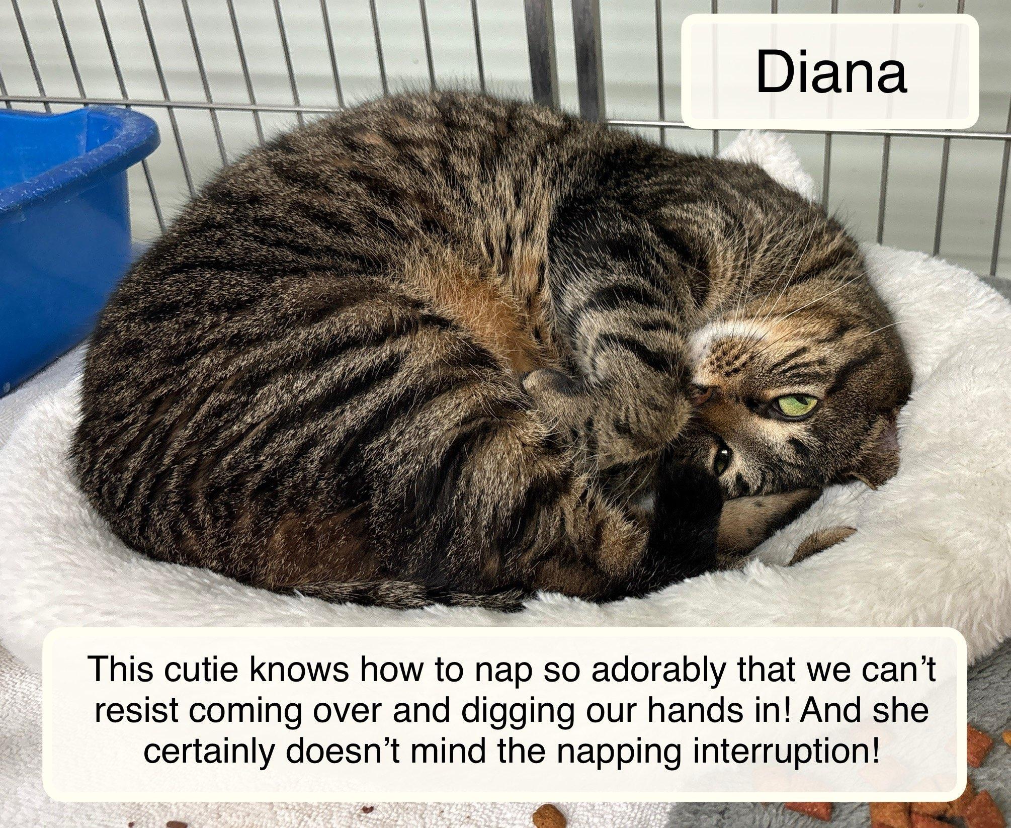 Enlarge Diana, a ADOPTABLE Domestic Short Hair in Ellicott City, MD image 4/6