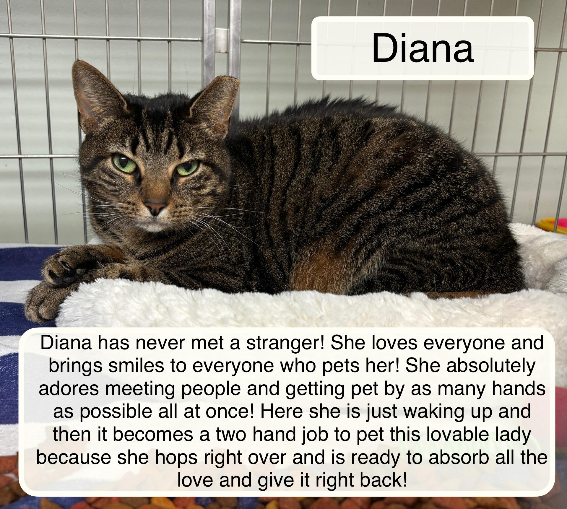Enlarge Diana, a ADOPTABLE Domestic Short Hair in Ellicott City, MD image 5/6