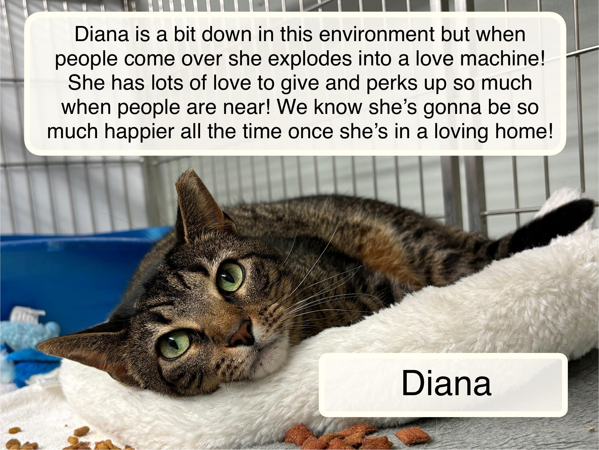 Enlarge Diana, a ADOPTABLE Domestic Short Hair in Ellicott City, MD image 3/6