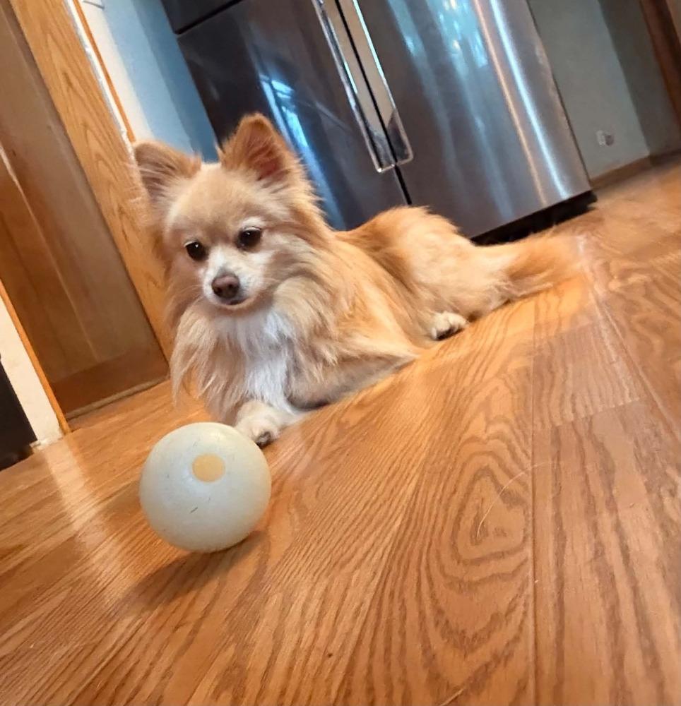 1231 Sassie, Adoptable, Adult Female Pomeranian.