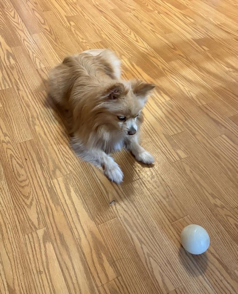 Enlarge 1231 Sassie, a Adoptable Pomeranian in Ringwood, IL image 2/4