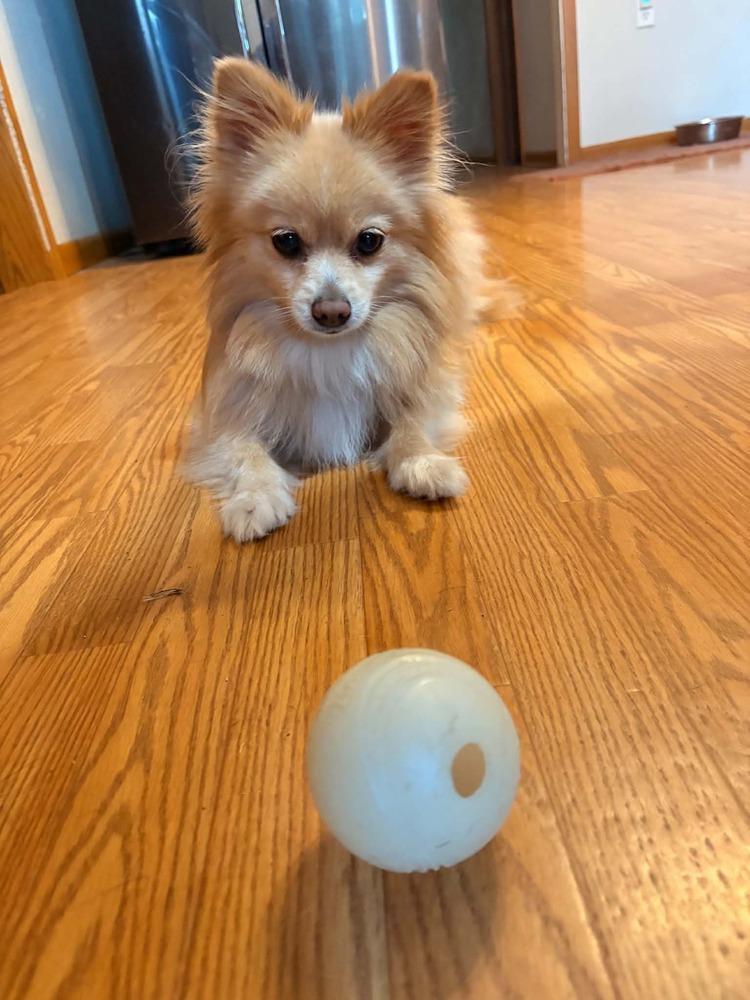 Enlarge 1231 Sassie, a Adoptable Pomeranian in Ringwood, IL image 3/4