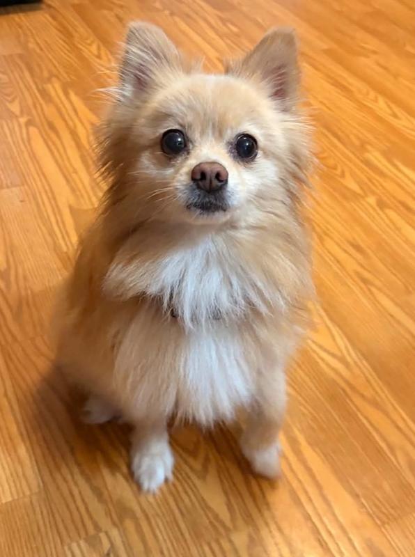 Enlarge 1231 Sassie, a Adoptable Pomeranian in Ringwood, IL image 4/4