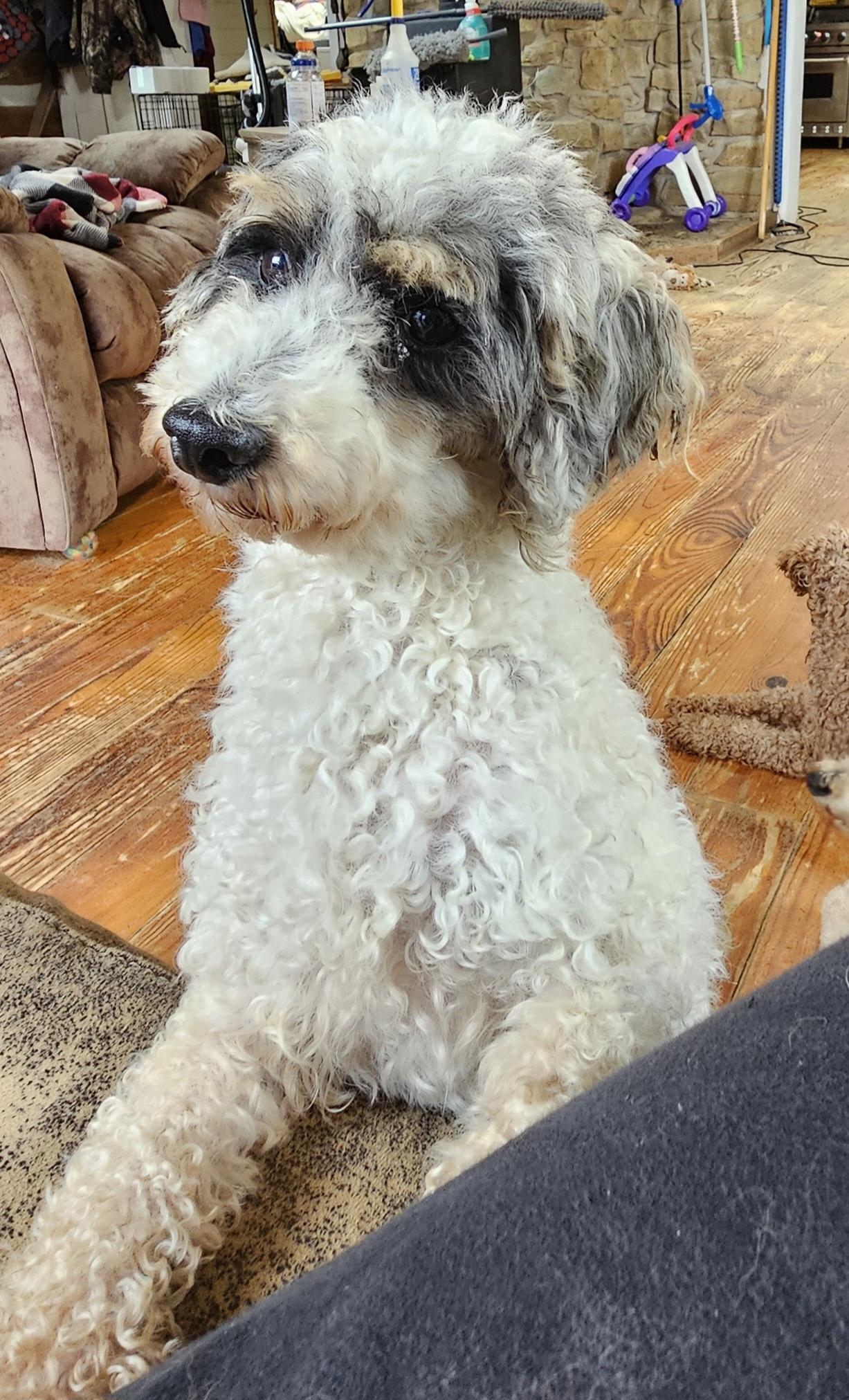 Bingo, Adopted, Young Male Miniature Poodle.