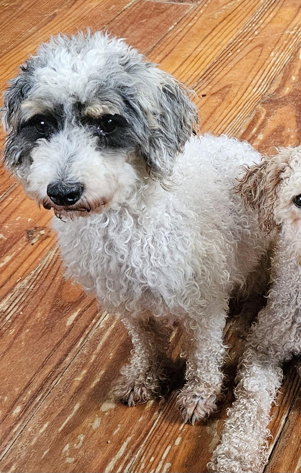 Enlarge Bingo, a Adopted Miniature Poodle in Martinsville, IN image 2/6