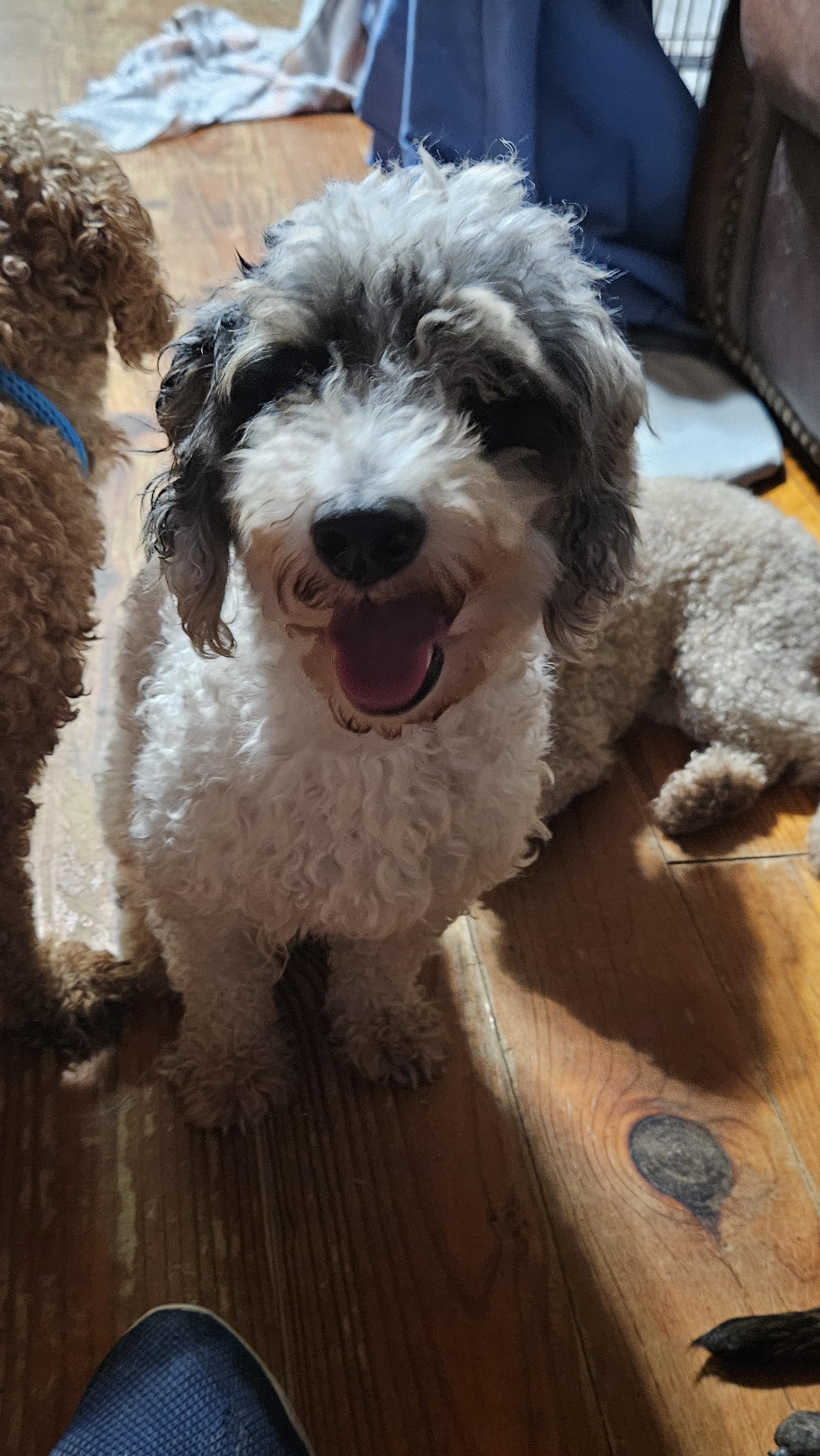 Enlarge Bingo, a Adopted Miniature Poodle in Martinsville, IN image 3/6