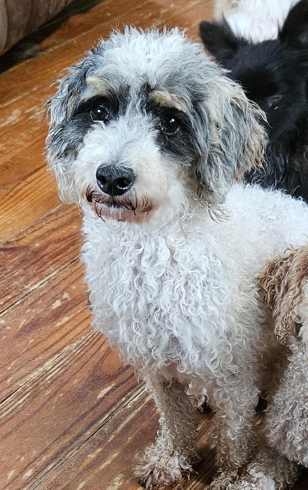 Enlarge Bingo, a Adopted Miniature Poodle in Martinsville, IN image 4/6