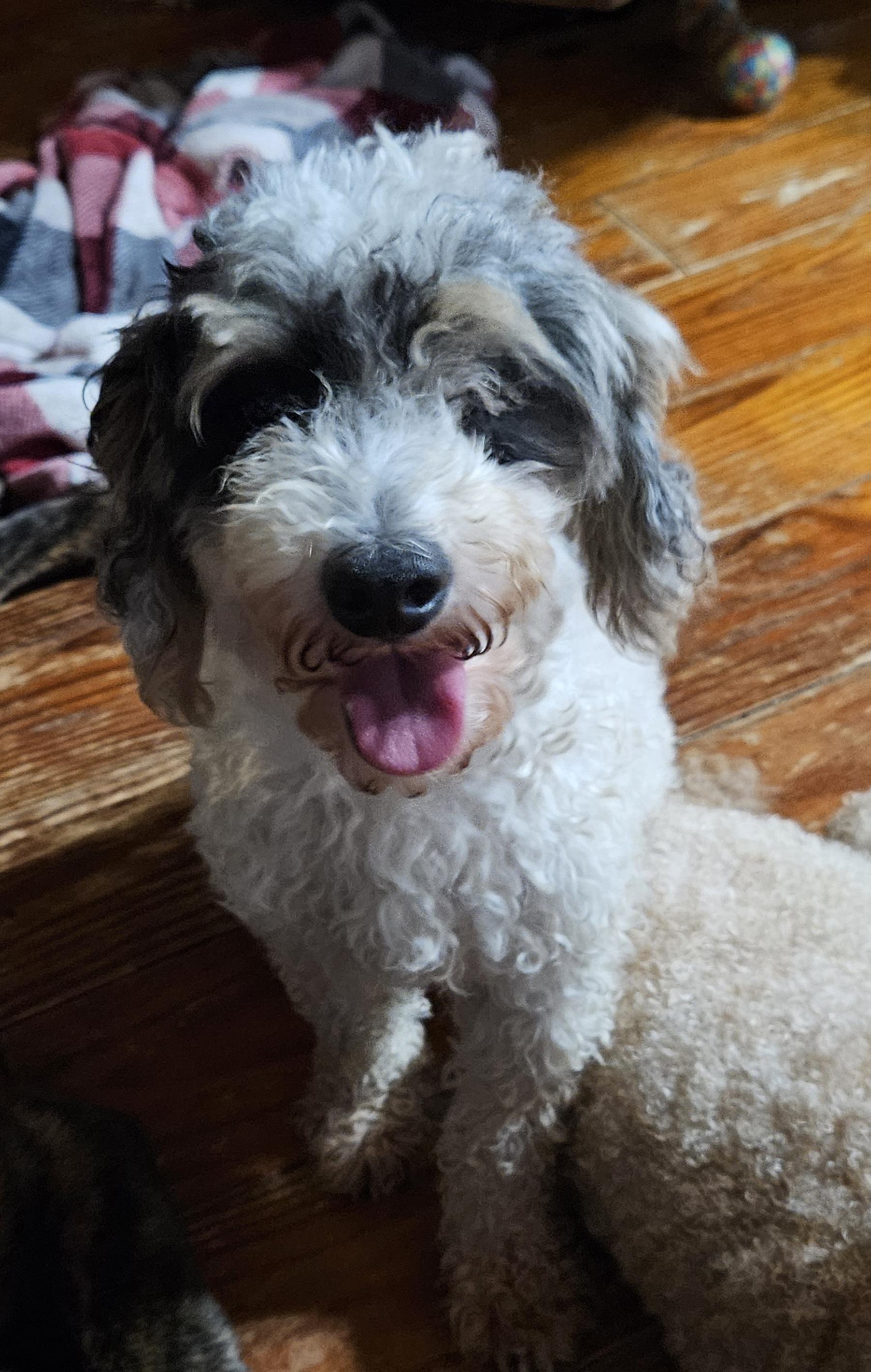 Enlarge Bingo, a Adopted Miniature Poodle in Martinsville, IN image 5/6