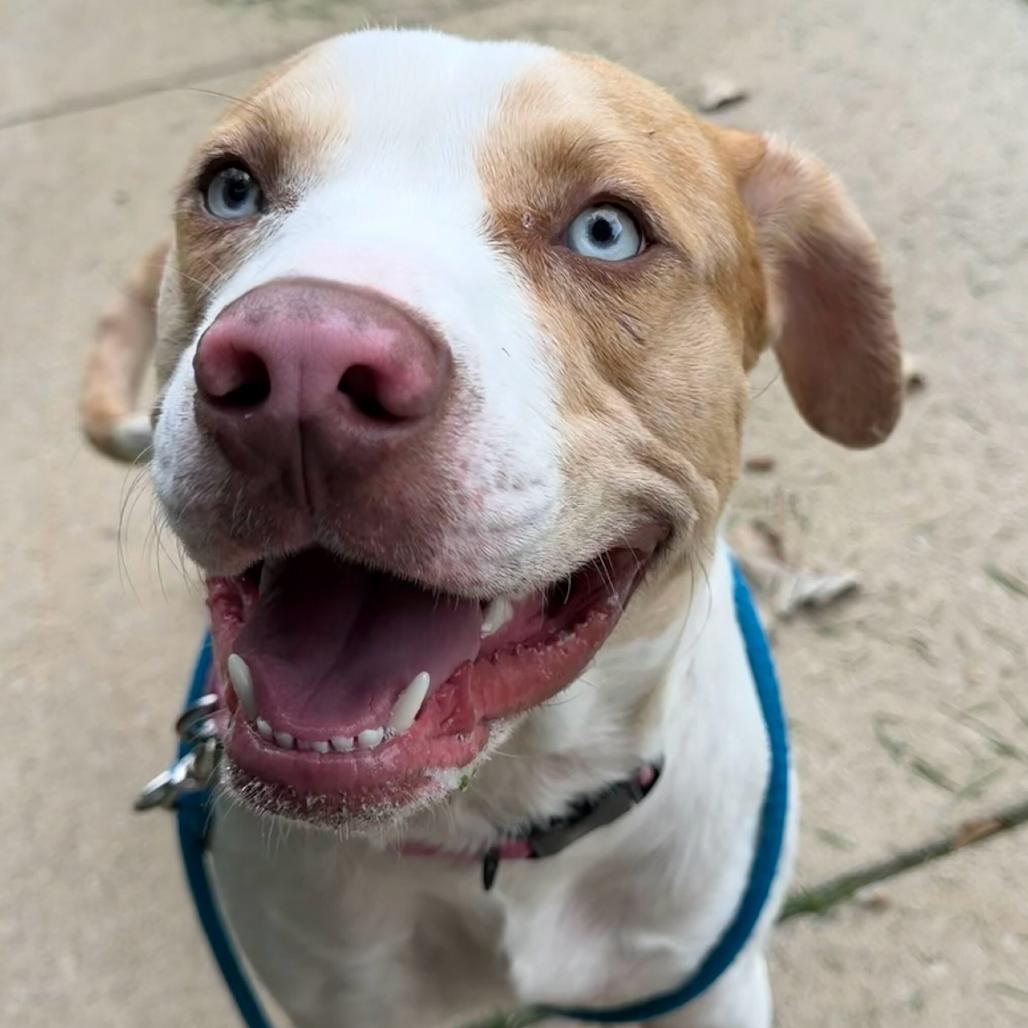 Enlarge Lunchbox, a Adoptable American Staffordshire Terrier in Grand Rapids, MI image 1/3