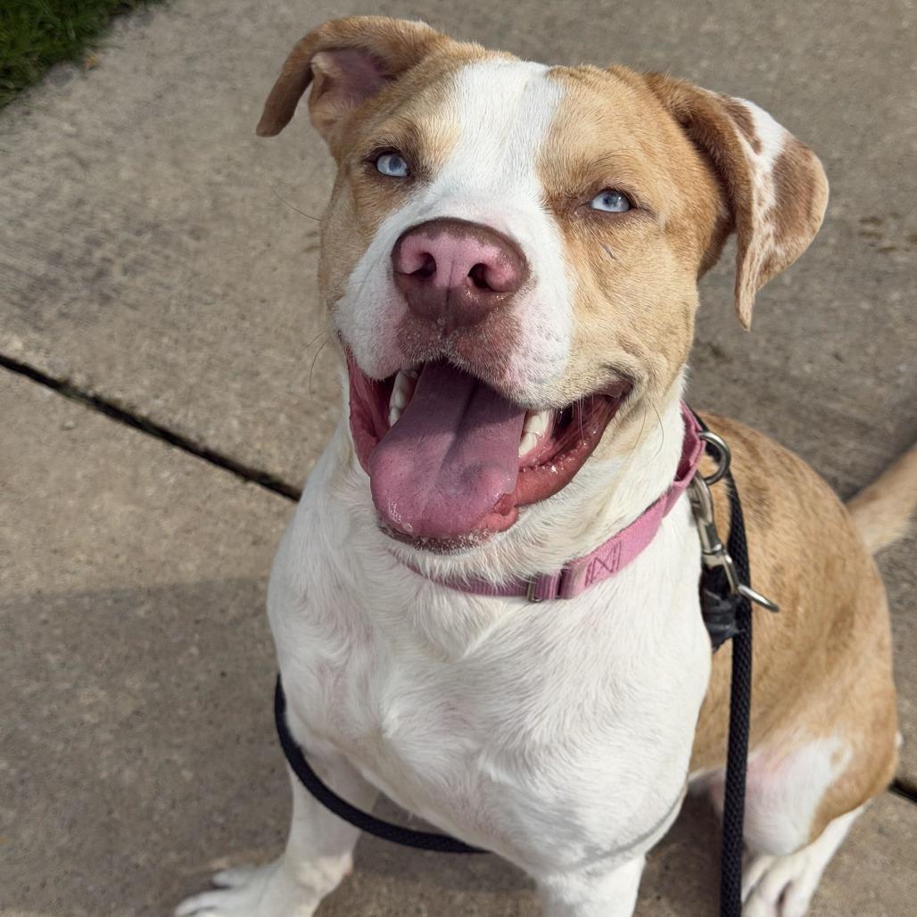 Enlarge Lunchbox, a Adoptable American Staffordshire Terrier in Grand Rapids, MI image 2/3