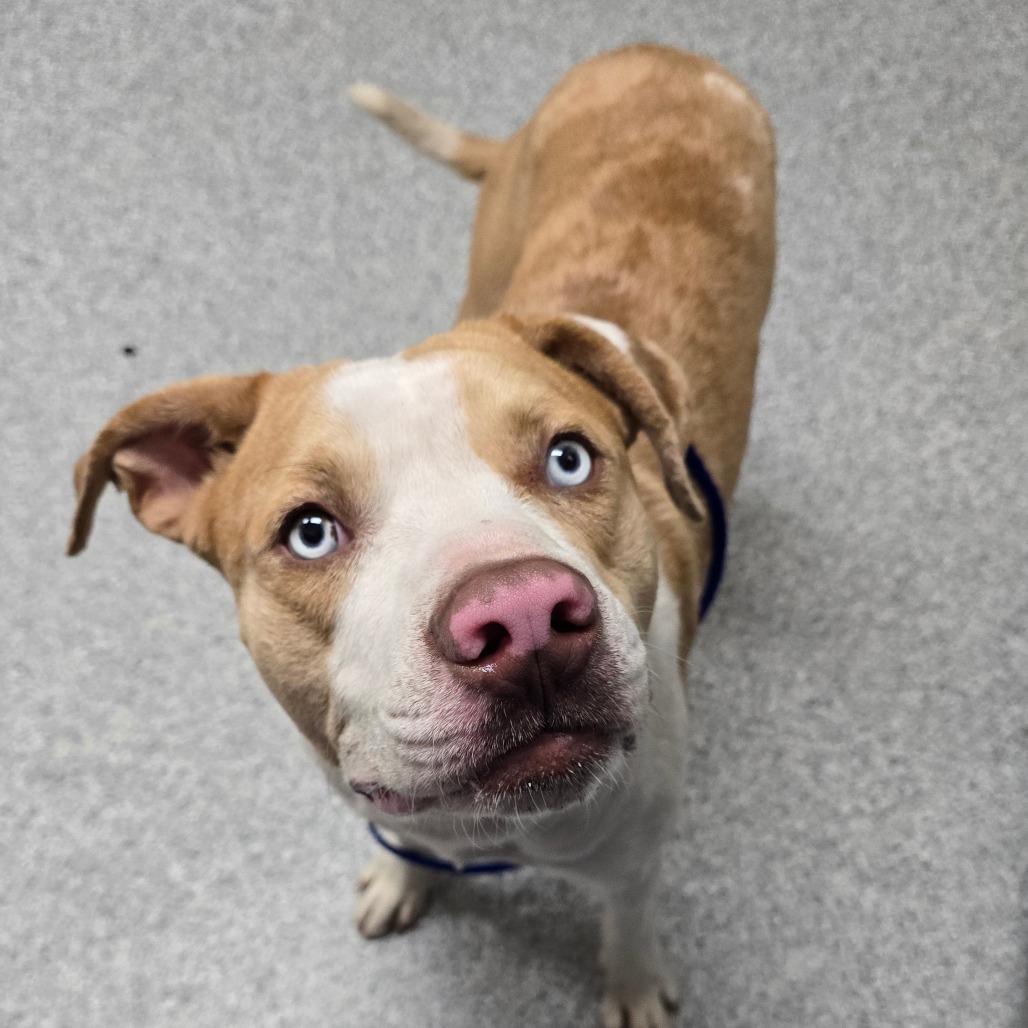 Enlarge Lunchbox, a Adoptable American Staffordshire Terrier in Grand Rapids, MI image 3/3