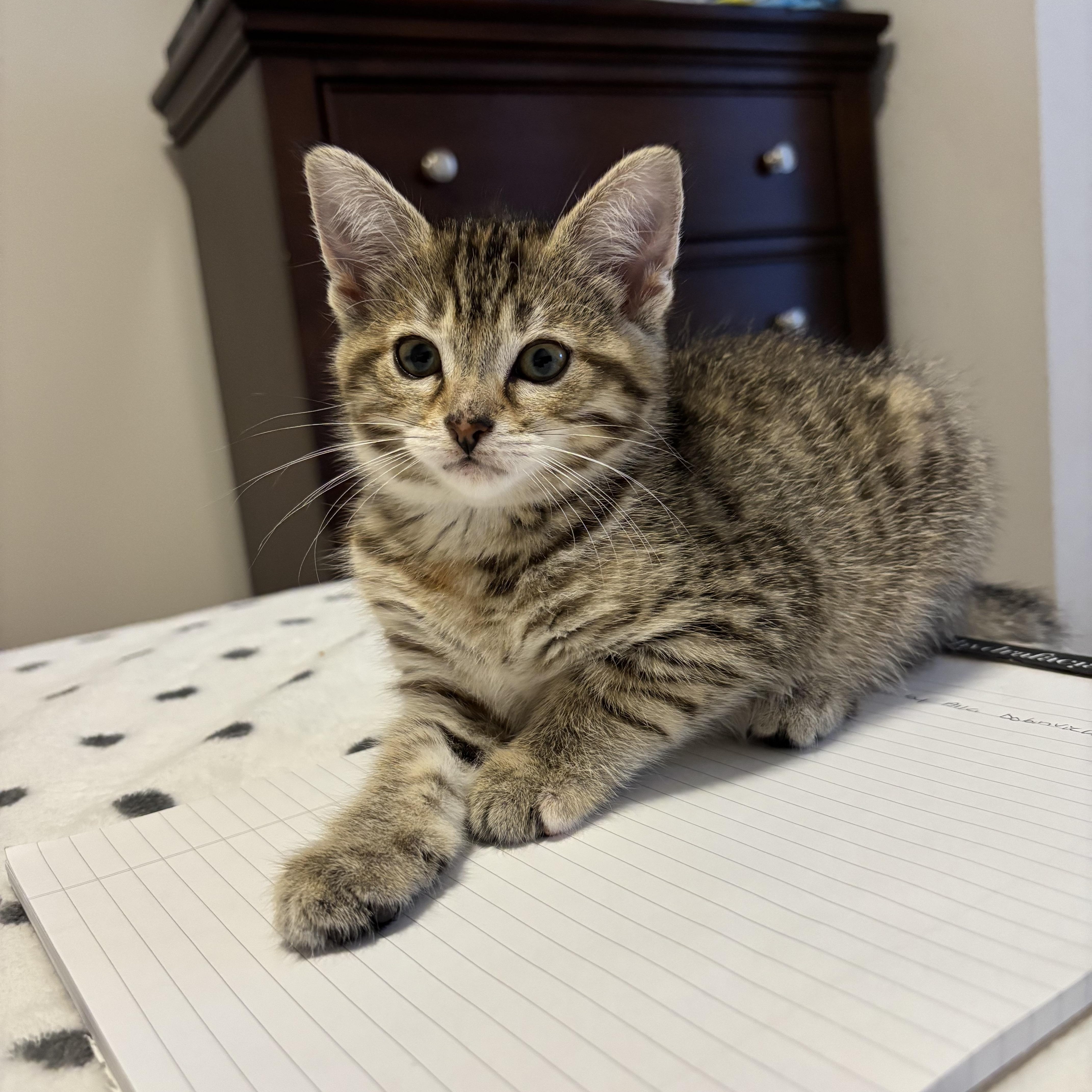 Alexis, Adoptable, Kitten Female Domestic Short Hair.