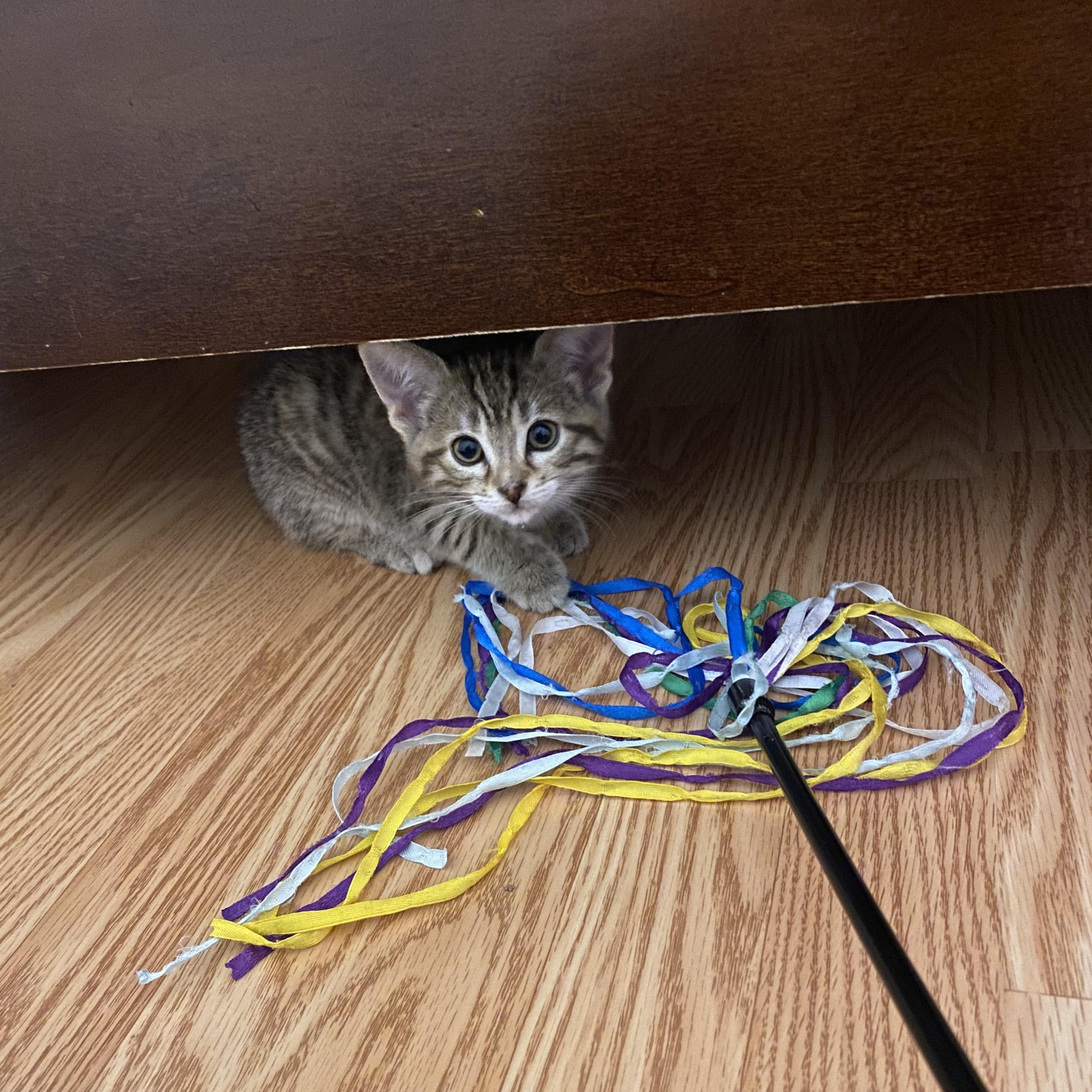 Enlarge Alexis, a Adoptable Domestic Short Hair in Caledon, ON image 2/6
