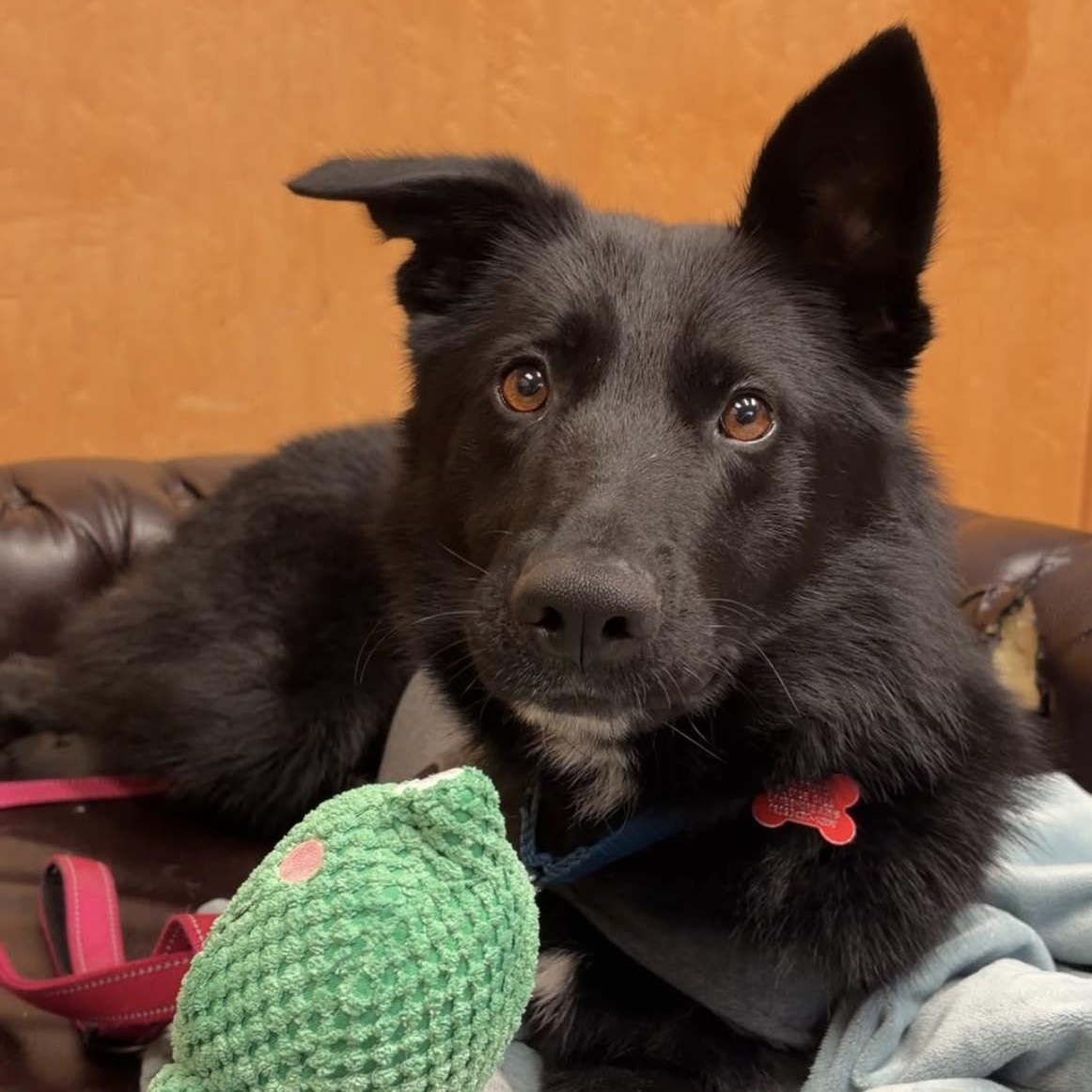 Enlarge Miller, a ADOPTABLE Shepherd in Valparaiso, IN image 3/4