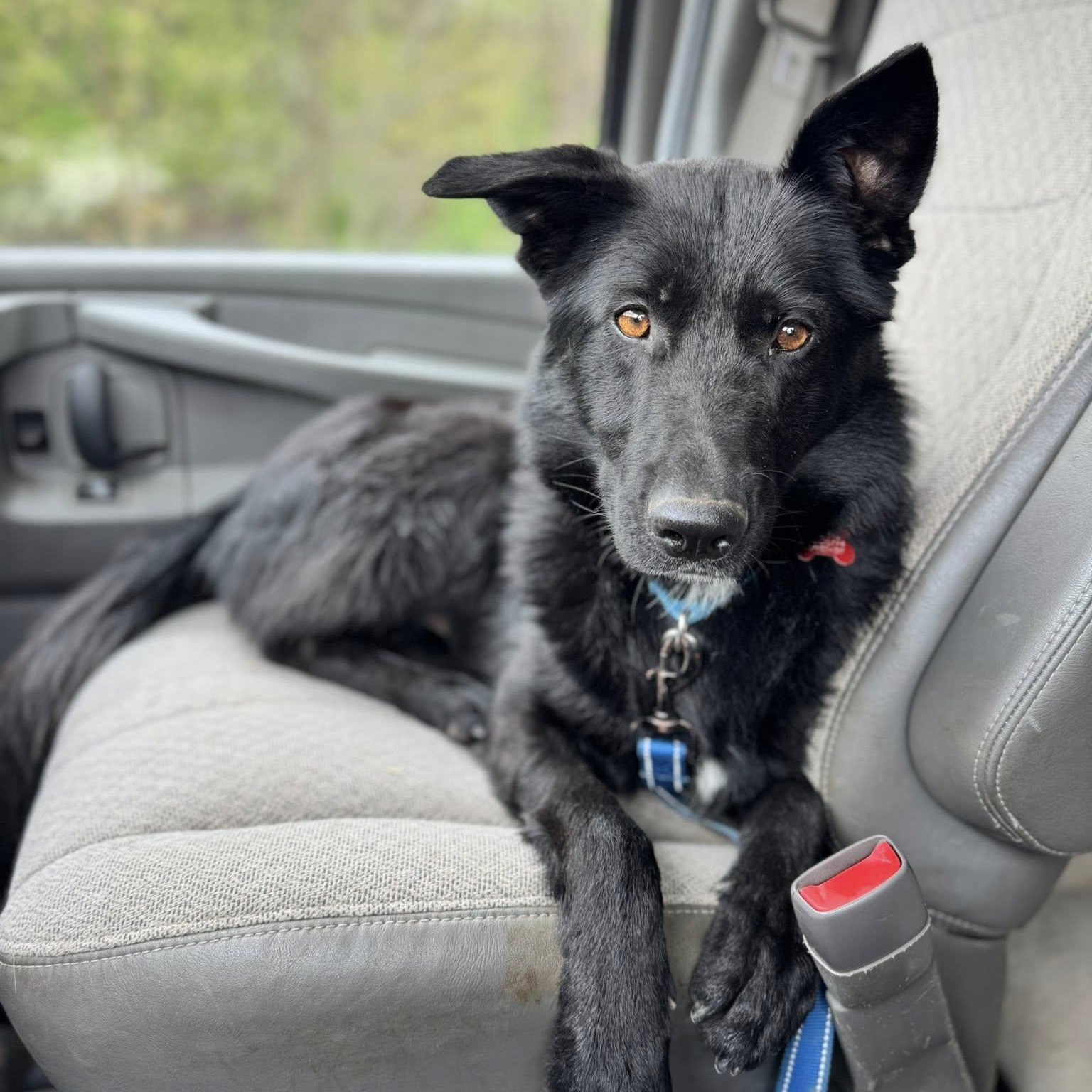 Enlarge Miller, a ADOPTABLE Shepherd in Valparaiso, IN image 2/4