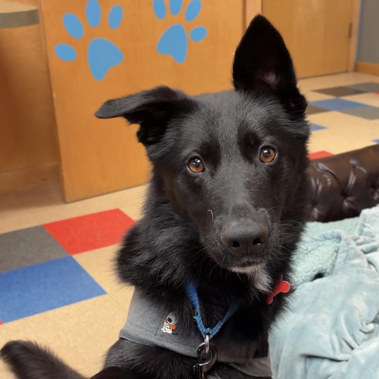 Miller, ADOPTABLE, Young Male Shepherd.